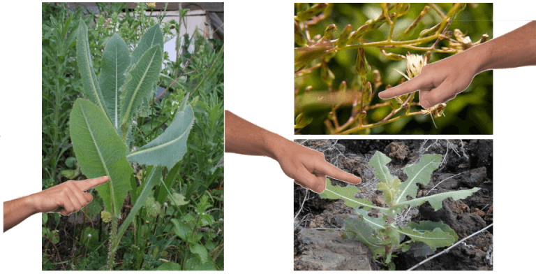 The Uses Benefits And Identification Of Wild Lettuce Situational Wellness Concepts 1837